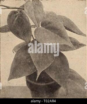 Dreer's Garden buchen Sie für 1942. dreersgardenbook 1942 henr Jahr: 1942 Hardy Violett 17-635 Double Russisch. Großen, doppelt, Deep Purple, duftenden Blüten im Frühjahr. Fein für den Garten. 35 c Jeder; 3 für Sl. OO; 12 für $ 3.50. Baldrian - Hardy Garten Heliotrop W alzriana - Baldrian 17-613 Officinalis (Hardy Garten Helio- Trope). 4 ft. Rosa-weißen Blüten im Juni und Juli. 30 c Jeder; 3 Für 85 c; 12 für $ 3,00. Ewige Blüte&gt;, Bratschen ein 17-631 Apricot Queen. Große apricot-gelb blüht von Anfang Mai bis zum Frost. A. sehr bunte Vielfalt. 30 c Jeder; 3 Für 85 c; 12 für $ 3,00. 17-632 Jersey Ge Stockfoto