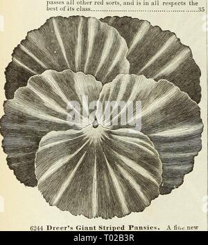 Dreer's Garten Kalender. dreersgardencale 1890 henr Jahr: 1890 DREER DIE ZUVERLÄSSIGEN SAMEN STIEFMÜTTERCHEN. Pro PCK. 6229 Tictoria. Ein schönes, leuchtendes Rot blühende Sorte, besitzenden Sterling Verdienst. Die Blüten sind groß und perfekt in Form. In Farbe es sur-Pässe alle anderen roten Sorten, und ist in jeder Hinsicht das Beste seiner Klasse 35 6244 Dreer Giant's Gestreifte Stiefmütterchen. Eine Tanne. c neue Klasse von gestreiften Stiefmütterchen, die Große und Beau-tiful Blumen der perfekte Form aud brillante Schattierung tragen. Die Blüten sind exquisit gestreift mit weichen, klaren Farben^ und sind ein beschlossen, Vorauszahlung auf dem Belgischen st Stockfoto