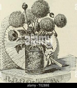 Dreer's Garten Kalender. dreersgardencale 1890 henr Jahr: 1890 Shirley Poppy. POPPY. (Papaver.) Ein auffälliges und einfach robustes jährliches, mit großen, leuchtend farbige Blumen angebaut, frei wachsende in jedem gar-den Boden und produzieren einen feinen eff' ect in großen Klumpen oder gemischte Betten. Sow in den frühen sjiring, wo Sie sind, zu bleiben, da sie nicht umpflanzen tragen; 2 Füße. 6384 Shirley Mohn. Diese charmanten Mohnblumen sind in der Regel Einzel- oder halb-Doppel. Die Farbpalette reicht von reinem Weiß über die zarte Schattierungen von rosa, Rose und Carmine zu tiefsten Crimson, ist so vielfältig, dass Stockfoto
