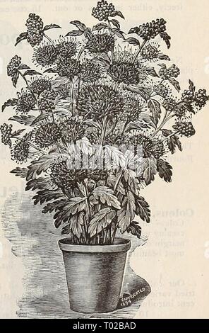 Dreer's Garten Kalender: 1896. dreersgardencale 1896 henr Jahr: 1896 Lois C. Haettel. Caryopteris Mastacanthus. (Blau Spir.'EA.) Stockfoto