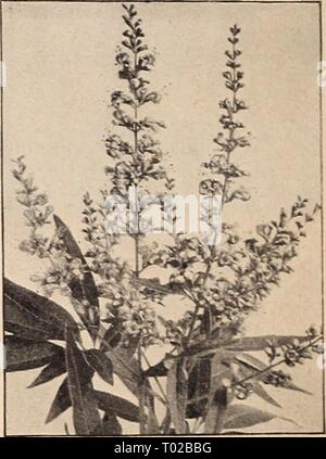Dreer's Garden buchen Sie für 1942. dreersgardenbook 1942 henr Jahr: 1942 Cornus alba 'Sibirica coronarius Cornus alba 'Sibirica (t)® Mock Orange Beliebte alt - fasbioned Sträucher mit auffälligen weißen Blüten in der grössten Fülle im Mai oder Juni getragen. Sie suc-Ceed in fast jedem Ort und sind viel in der Nachfrage für das Einpflanzen in halbschattigen Standorten, an denen Sie wachsen w'-eU. 26-149 Coronarius (Garland Mock Orange). Die beliebte große Vielfalt mit weißen Blüten. Sehr süß und eine der ersten zu blühen. Größe 2 Fuß, 60 c Jeder. 26-156 Jungfräulich, ilost wünschenswert. Shght-ly duftende, halbgefüllte Blüten, die Maßnahme 2 Inc. Stockfoto
