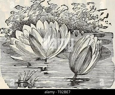 Dreer's Garten Kalender: 1900. dreersgardencale 1900 henr Jahr: 1900 HENRTADREER - PHIIADELPHIAM - ZUVERLÄSSIGE f UNTEREN SAMEN 99 5 INSIDIOUS der SEEROSEN. Heben seeillinjj Anlagen aller Art hat einen eigenartigen Charme und Faszination, und ein paar lemarks auf die wachsende der Seerosen von Saatgut. Der Boden sollte genau die gleiche sein wie für die überwiegende Mehrheit der Blumen Samen verwendet wird, d. h. dass jeder guten Gartenboden, schön gesiebt, wiih ein kleiner Zusatz von Sand. Die Ausschreibung Nymphseis und Victorias sollte im Frühjahr gesät werden. Es ist Ad-sichtbar die Hardy sortiert im Spätherbst zu säen, die Samen u Stockfoto