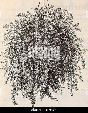 Dreer's Garten Kalender: 1899. dreersgardencale 1899 henr Jahr: 1899 io 6 DREER WÄHLEN SIE AUS DER LISTE. Spargel. Asparagus Sprengeri. BOUYARDIAS. Strauchigen Pflanzen, mit corymbs von Weiß, Rosa, Crimson und Scar - lassen Sie Blumen, blühenden im Herbst und Winter. Ihre schillernden Reichtum der Farbe macht sie zu einer der nützlichsten unserer Winter-blühenden Pflanzen. Alfred Neuner. Blumen aus drei perfekt Zeilen der Blütenblätter der reinsten wächserne weiße Farbe. Davidsoni. Die besten der einzelnen weißen Sorten; manchmal zart gefärbt. mit Rosa. Elegans. Eine feine rote Sorte; Sehr reichblühend. Stockfoto