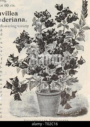 Dreer's Garten Kalender: 1898. dreersgardencale 1898 henr Jahr: 1898 OUVARDIA Alfred Neuner. Stockfoto