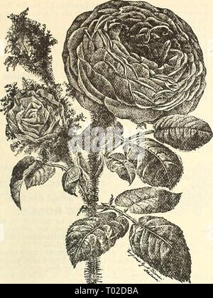 Dreer's Garten Kalender für 1887. dreersgardencale 1887 henr Jahr: 1887 WERK ABTEILUNG. 105 Moss Rose. MOSS ROSES. Blanche Moreau. Reines Weiß. 50 cts. Jedes. Kapitän Ingraham. Dunkles samtiges Violett. Comtesse de 3 Iurinais. Große, weiße, wunderschön mossed. Ruhm von Moosen. Feine Rose, sehr Bemoost. James Veitch. Tief violett, schattigen Crimson; sehr frei. 50 cts. Jedes. Henry Martin. Feine Crimson, sehr kräftig. Luxemburg. Hell crimson Scarlet. Mad. Moreau. Vermilion, rot Geädert mit Weiß. Mt. Blanc. Reines Weiß. Prinzessin Adelaide. Hell rosa rosa; groß. Raphael. Weißrosa, sehr Bemoost. Souvenir Stockfoto