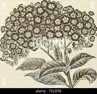 Dreer's Garten Kalender: 1889. dreersgardencale 1889 henr Jahr: 1889 STOCKROSEN. Paar winterharte Pflanzen kombinieren wie manv gute Qualitäten, eignen sich als leicht zu varieduses, oder sind als frei von der Krankheit als die Malve. Für die Bepflanzung von Zeilen oder Gruppen auf dem Rasen oder für zwischendurch unter Gebüsch, Sie sind von unschätzbarem Wert. Die Blumen, die sind so elegant in der Form als Camelliii, form perfekte Rosetten der schönsten Schattierungen von Gelb, rot, rosa, pink, orange, weiß, etc., ist es nicht verwunderlich, dass diese alten Liebling wieder populär werden sollte; Für, durch sorgfältige Auswahl, die Blumen haben. Stockfoto