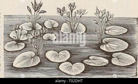 Dreer's Garten Kalender für 1892: ein Katalog der Wahl Gemüse-, Feld- und Blumensamen neue, seltene und schöne Pflanzen Garten implementiert und Düngemitteln. dreersgardencale 1892 henr Jahr: 1892 Wasser Snowplakb. Stockfoto