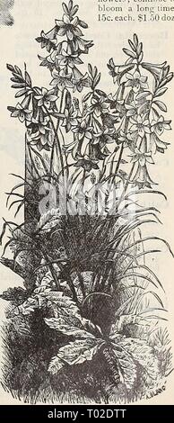 Dreer's Garten Kalender: 1898. dreersgardencale 1898 henr Jahr: 1898 Al 4 illBRICUM LlLIASlKUM. Stockfoto