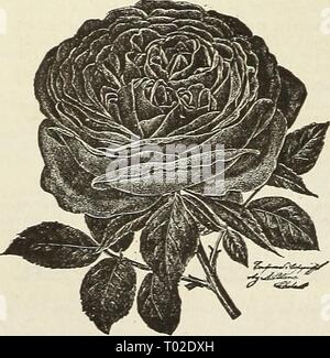 Dreer's Garten Kalender. dreersgardencale 1890 henr Jahr: 1890 DIE BESTE ROSE VON DER JAHRESZEIT. (HYBRID TEA.) Wir betrachten es die großartigste Einführung für viele Jahre Eose, entweder als eine Rose für den Garten oder für Schnittblumen im Winter. Es ähnelt, La France im Allgemeinen aussehen, ist aber größer, in Farbe tiefer, und der erweiterten Form. Die Blüten sind von einem tiefen Selbst Pink, sehr groß und voll, stark duftend, und in jeder Hinsicht von erster Qualität. Das Wachstum der Pflanze ist kräftig, die Gewohnheit ist gut, und die Blumen, die geworfen werden, die deutlich über dem Laub, produziert werden Stockfoto
