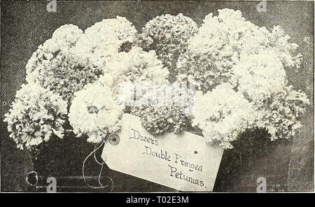 Dreer's Garten Kalender: 1903. dreersgardencale 1903 henr Jahr: 1903 Pentas Integrifolia Stockfoto