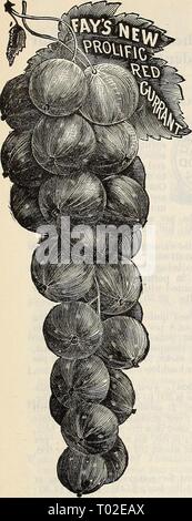Dreer's Garten Kalender: 1897. dreersgardencale 1897 henr Jahr: 1897 kleine Früchte. 153 KORINTHEN. Korinthen tun gut im Halbschatten, erfordern aber reichen Boden und gute Kultur. Einer unserer Gönner wächst 18 bis 20 Tonnen Korinthen jedes Jahr unter den Obstbäumen. Fay's Reich. Farbe rot; der führende Vielfalt für die Verwendung zuhause oder Markt 2 Jahre, 15 cts. Jedes, § 1,50 pro dtz., § 8,00 pro 100. Kirsche. Tief rot. 2 Jahre, § 100 pro dtz., § 6,00 pro 100. Versailles. Hell crimson. 2 Jahre, § 1,00 pro dtz., § 6,00 pro 100. Weiße Traube. Beste weiße Sorte. 2 Jahre, § 1 00 pro dtz., § 6,00 pro 100. Schwarz Neapel. 2 Stockfoto