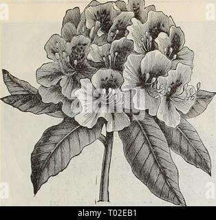 Dreer's Garten Kalender: 1898. dreersgardencale 1898 henr Jahr: 1898 Auswahl winterharte Stauden. 153 FTE-WAHL HARDY STRÄUCHER - fortgesetzt. Auffällige, Rhododendron Bhododeudrous. Eine der wertvollsten unserer haidy dekorativen Pflanzen. Sie benötigen nur einen guten Gartenboden, der mindestens 2 Meter tief und gemischt mit einigen Blattform oder Torf gegraben werden sollte; Es ist auch der Boden im Sommer zu Mulchen, und mit Blättern oder Bürste schützen während Win-ter. Wir bieten eine Auswahl col-lection von Pflanzen aus 12 bis 24 cm hohe, buschige und etablierten, der Robuststen nur Sorten, die in der Farbe von den pures Stockfoto