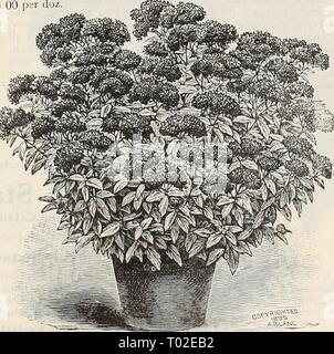 Dreer's Garten Kalender: 1899. dreersgardencale 1899 henr Jahr: 1899 Rhododendron. Wahl HARDY STRÄUCHER - fortgesetzt. Magnolia Conspicua. Feine starke Ebenen dieses schöne weiße Sorte. . Si'. OO. Magnolia soulangeana. Cremig Weiß und Lila, sehr stark. $ 2,00. Magnolia Purpurea. Lila Rudergeräten. 50 cts. Jedes. Mock Orange. (Thiladelphui grandijlorus). Auffällige, duftende, großen Blüten, reines Weiß. - Doppelte Blüte [Phi adelphus Fl. PI.) Große, duftende, doppelt, reine und Blumen. Dreiblättriges Orange. Dies ist die Hardy der orange Family, und werden unsere nördlichen Klima mit Li stand Stockfoto