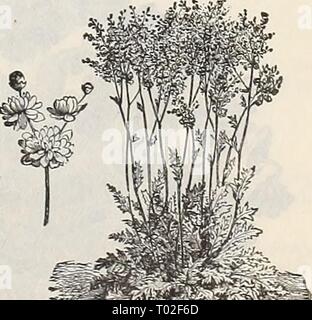 Dreer's Garten Kalender: 1900. dreersgardencale 1900 henr Jahr: 1900 Sedum Californica. Stockfoto