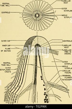 Elektronen-mikroskopische Struktur der Protozoen (1963) Stockfoto