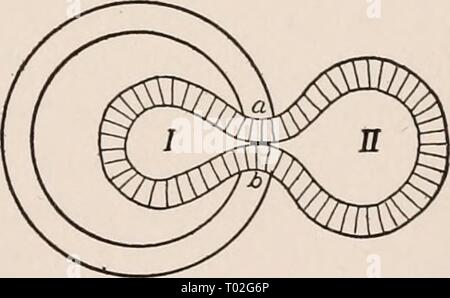 Die Dynamik der lebenden Materie. dynamicsofliving 00 loeb Jahr: 1906 JJucleus Membrans Abb. 36. Abb. 37. Stockfoto