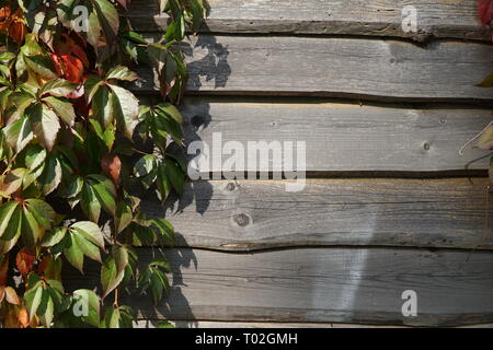 Alte hölzerne Planke Wand- und Jungfrau kriechgang im Herbst. Natürliche Herbst Hintergrund, Kopieren. Stockfoto