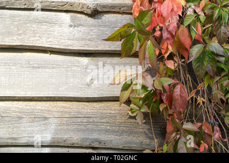 Alte hölzerne Planke Wand- und Jungfrau kriechgang im Herbst. Natürliche Herbst Hintergrund, Kopieren. Stockfoto