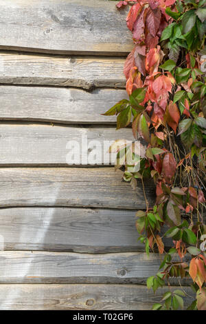 Alte hölzerne Planke Wand- und Jungfrau kriechgang im Herbst. Natürliche Herbst Hintergrund, Kopieren. Stockfoto