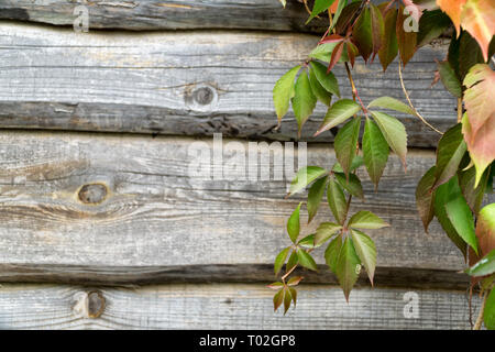 Alte hölzerne Planke Wand- und Jungfrau kriechgang im Herbst. Natürliche Herbst Hintergrund, Kopieren. Stockfoto