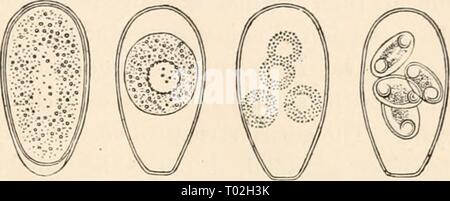 Elementare Lehrbuch der Zoologie. elementarytextbo 0101 clau Jahr: 1884 CCELENTERATA. Die parasitäre Tiere aus verschiedenen Holz - Läuse und Krebstiere, die durch Cienkowski auf die Pilze zugewiesen wurden, unter dem Namen Amalldium jjarnxitlciim. erinnern uns durch ihre Reproduktion nicht weniger Der Gregarinae und Abed ihre Zysten. Die fucriffiK, mit denen wir in den Zellen des Epithels der intes-Zinken sowie in der Galle-Kanäle der Mammalia sollte auch als grega-i-hiff (Abb. 151). Sie trans-Form selbst in Ei-förmigen zoosperms durch die Bildung einer Kapsel und die Produktion von Stockfoto