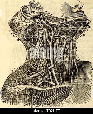 A. carotis externa mit Zweigstellen Stockfotografie - Alamy
