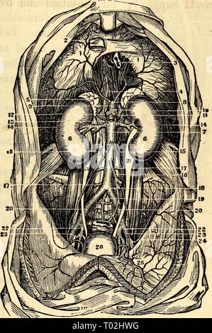 Elementare Anatomie und Physiologie: für Hochschulen, Akademien und anderen Schulen. elementaryanato 00 hitc Jahr: UND PHYSIOLOGIE 1869. 211 374. Thorakalen Aorta - Bauchaorta Zöliakie Achse - Magen-, Leber-, Milz, Nieren-, Mesenterial-, und Lum-bar Arterien. - Nach der Aorta ziemlich beginnt der Abstieg - genannt die thorakalen Aorta - mehrere kleine Zweige sind von ihm die Nahrung für das Herz und die Lungen senden, und neben ein paar, die auf die Membran verteilt sind. Dann Abb. 214. Eine Ansicht der Bauchaorta und seine Filialen. 1,1, die Membran. 2, Foramen Quadratum und Abschnitt der Stockfoto