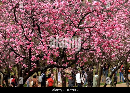 Kunming, Provinz Yunnan in China. 16 Mär, 2019. Die Menschen genießen Kirschblüten bei Yuantongshan Park in Kunming, der Hauptstadt der Provinz Yunnan im Südwesten Chinas, 16. März 2019. Credit: Lin Yiguang/Xinhua/Alamy leben Nachrichten Stockfoto