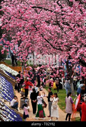 Kunming, Provinz Yunnan in China. 16 Mär, 2019. Die Menschen genießen Kirschblüten bei Yuantongshan Park in Kunming, der Hauptstadt der Provinz Yunnan im Südwesten Chinas, 16. März 2019. Credit: Lin Yiguang/Xinhua/Alamy leben Nachrichten Stockfoto