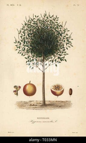 Manchineel oder manchioneel Baum, Hippomane mancinella, Mancenillier. Papierkörbe Stahlstich von oudet nach einem botanischen Abbildung von Edouard Maubert von Pierre Oscar Reveil, A. Dupuis, Fr. Gerard und Francois Herincq's La Regne Vegetal: Flore Medicale, L. Guerin, Paris, 1864-1871. Stockfoto