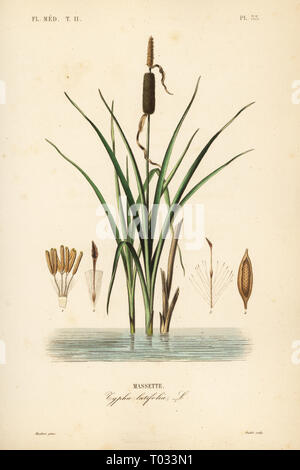 Rohrkolben oder breitblättrige Cattail, Typha latifolia, Massette. Papierkörbe Stahlstich von oudet nach einem botanischen Abbildung von Edouard Maubert von Pierre Oscar Reveil, A. Dupuis, Fr. Gerard und Francois Herincq's La Regne Vegetal: Flore Medicale, L. Guerin, Paris, 1864-1871. Stockfoto