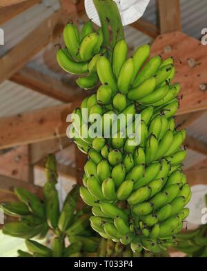 Trauben von grünen Bananen, die von der Decke hängen von einem Bauernhof Gebäude Stockfoto