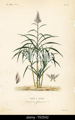 Zuckerrohr, Saccharum officinarum, Canne a sucre. Papierkörbe Stahlstich von Lagesse nach einem botanischen Abbildung von Edouard Maubert von Pierre Oscar Reveil, A. Dupuis, Fr. Gerard und Francois Herincqâ € ™ s La Regne Vegetal: Flore Medicale, L. Guerin, Paris, 1864-1871. Stockfoto