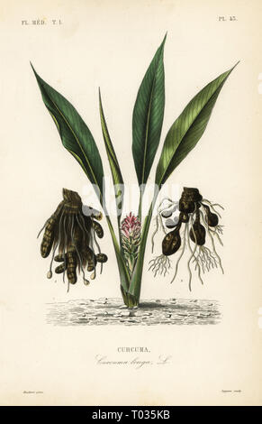 Gelbwurz oder ukon, Curcuma longa, Curcuma. Papierkörbe Stahlstich von Lagesse nach einem botanischen Abbildung von Edouard Maubert von Pierre Oscar Reveil, A. Dupuis, Fr. Gerard und Francois Herincq's La Regne Vegetal: Flore Medicale, L. Guerin, Paris, 1864-1871. Stockfoto