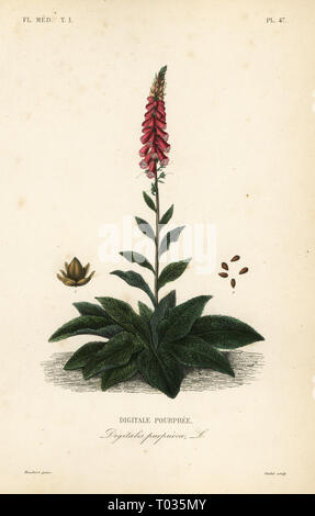 Purple Fingerhut oder Lady's Handschuh, Digitalis purpurea, Digitale pourpree. Papierkörbe Stahlstich von oudet nach einem botanischen Abbildung von Edouard Maubert von Pierre Oscar Reveil, A. Dupuis, Fr. Gerard und Francois Herincq's La Regne Vegetal: Flore Medicale, L. Guerin, Paris, 1864-1871. Stockfoto