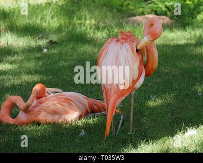 Zwei amerikanische Flamingos, einer Sitzung und einer ständigen Stockfoto