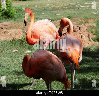 Zwei amerikanische Flamingos im Schatten Ernte an ihren Federn Stockfoto