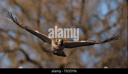 Rot - angebundener Falke Portrait Stockfoto