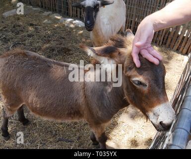 Eine kleine Esel bekommt einen Streichelzoo von einem Besucher in den Zoo, während eine weiße Schafe auf sieht Stockfoto