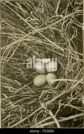 Die Wwu: offizielles Organ des Australasian Ornithologists' Union. emuofficialorgan 1319131914 roya Jahr: 1901 Die Wwu, Vol.XIJI. Platte XX. Stockfoto