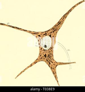 Die knorpelfischen Fische. elasmobranchfish 03 dani Jahr: 1934 Abb. l.' (l (ich. Eine multipolare inutdi-Zelle. (Von Jlouser.) o..r., axoiic; (?/., (Innlritc; / (.. luu - lcus;) / (., micli'olu. s. Stockfoto