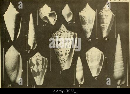 East Coast Marine Muscheln; Beschreibungen Stockfoto