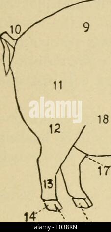 Elementare Landwirtschaft. elementaryagricu 01 nida Jahr: 1917 SM ^ NE (Kapitel 5) 15 16 19 20 Stockfoto