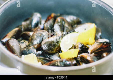 Gedämpfte Muscheln in einem klassischen Topf mit einigen Stücken der Zitrone Stockfoto