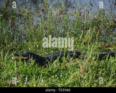 Erwachsene Alligator versteckt im Gras am Ufer des Die Sümpfe Stockfoto