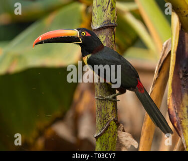 Costa Rica toucan feurig-billed Aracari im Dschungel Regenwald der Halbinsel Osa. Stockfoto