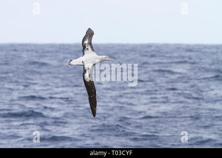 Wanderalbatross Vogel über Drake Passage in der Nähe der Antarktis, Antarktis, fliegen. (Diomedea exulans). Stockfoto