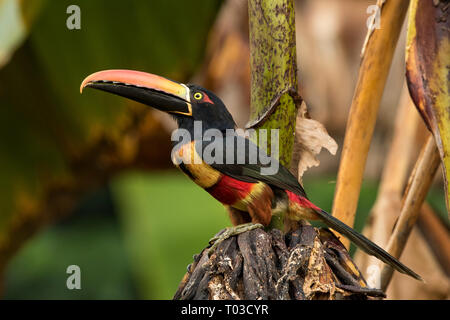 Costa Rica toucan feurig-billed Aracari im Dschungel Regenwald der Halbinsel Osa. Stockfoto