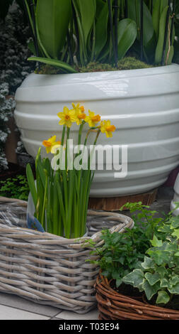 Gelbe Veilchen in Wicker Topfpflanzen auf dem Hintergrund Stockfoto