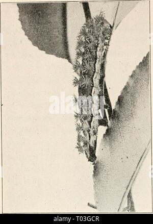 Elementare Entomologie. elementaryentomo 00 sand Jahr: [1912] Stockfoto